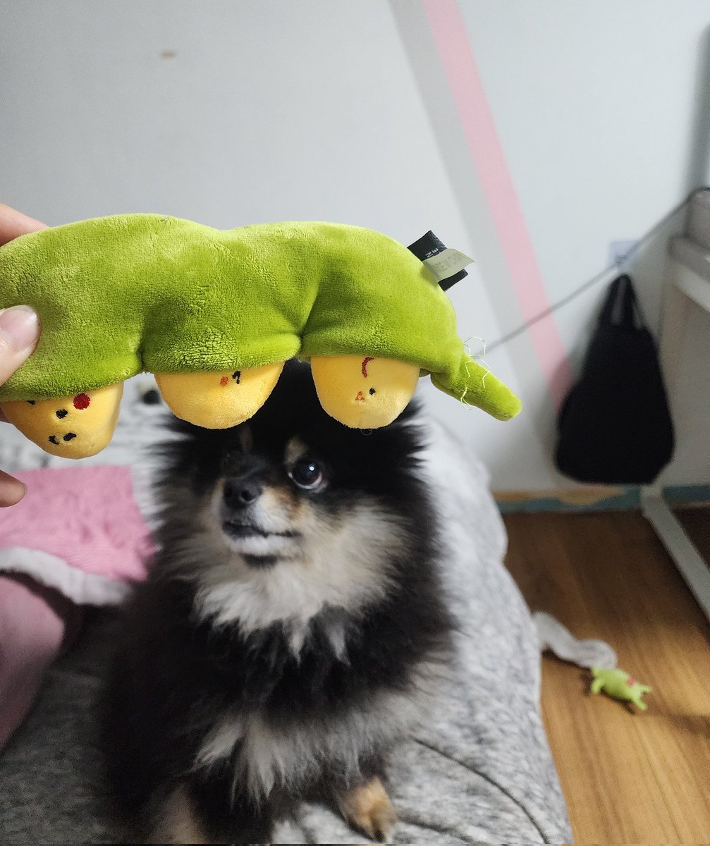 Mongsil_cute's tweet photo. 신상 완두콩 까먹기 https://t.co/SYEzzido0a