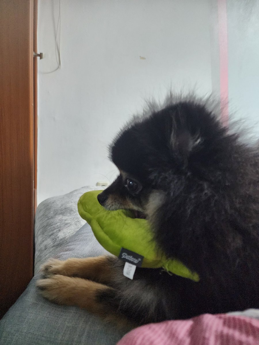 Mongsil_cute's tweet photo. 신상 완두콩 까먹기 https://t.co/SYEzzido0a