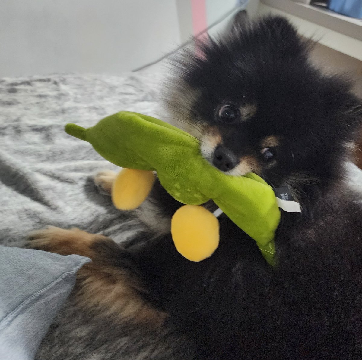 Mongsil_cute's tweet photo. 신상 완두콩 까먹기 https://t.co/SYEzzido0a