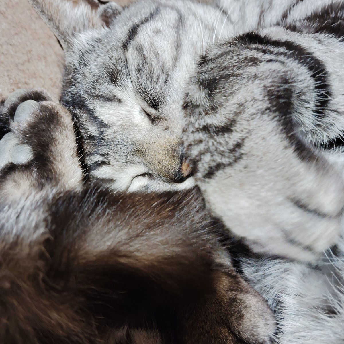 ねこりゅの下には湯たんぽがあります