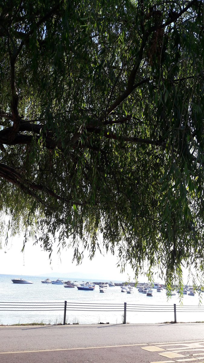 Söğüt ağacı dünyanın en zarif ağacı sensin ben için..