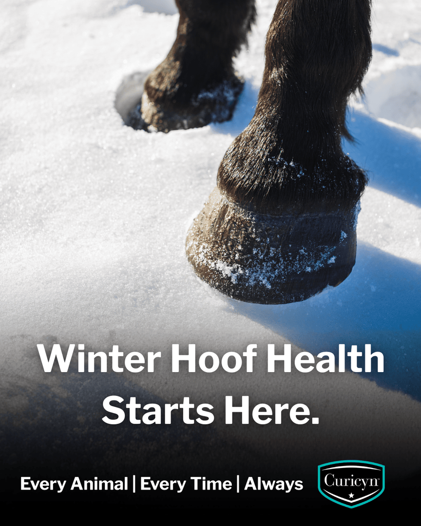 Curicynproducts's tweet photo. Cold, wet conditions can challenge hoof integrity. Curicyn’s Hoof Care Kit contains everything you need to deliver fast relief from painful hoof problems, abscesses, thrush, white line disease, and more. #Hoofcare #AnimalFirstAid https://t.co/LBjx45k3pi