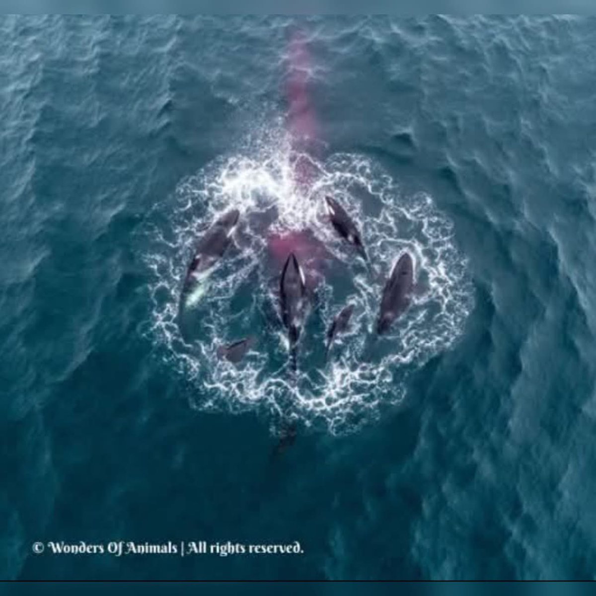 « Dans les eaux glacées près de Skjervøy, à l’intérieur du cercle arctique norvégien, une équipe de recherche spécialisée dans l’observation des baleines a été témoin d’un moment que très peu d’êtres humains ont pu voir se dérouler en temps réel. Alors qu’ils observaient un