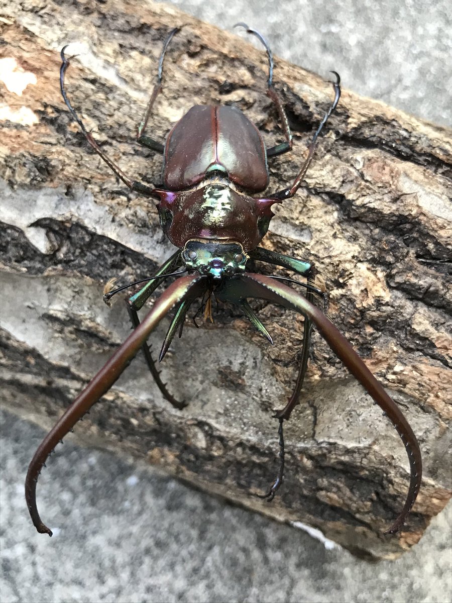 コガシラクワガタの標本