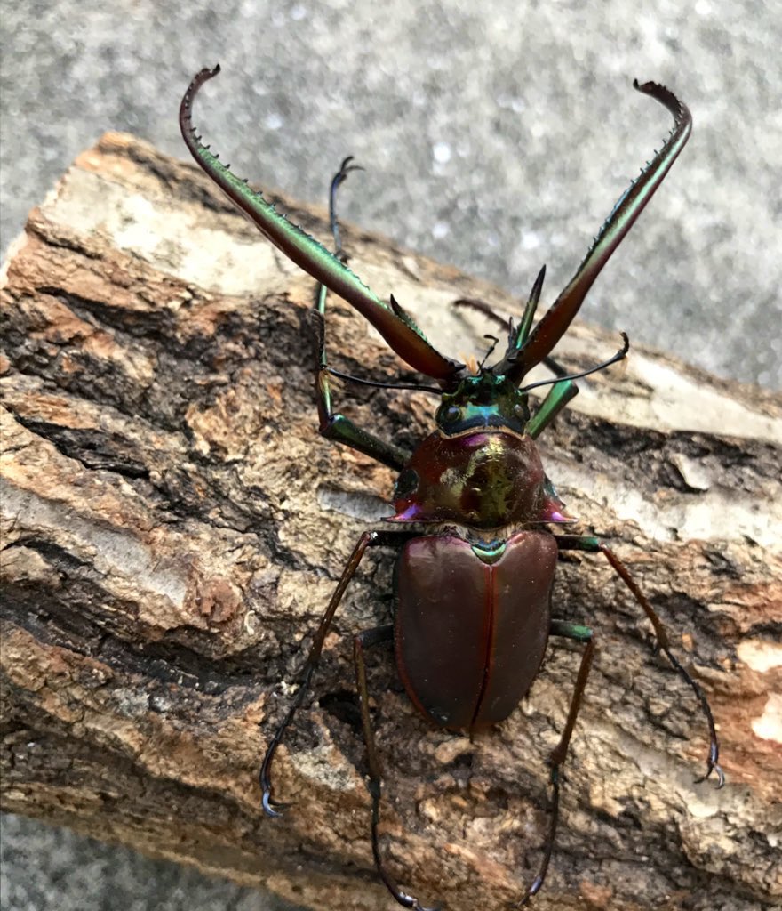 コガシラクワガタの標本