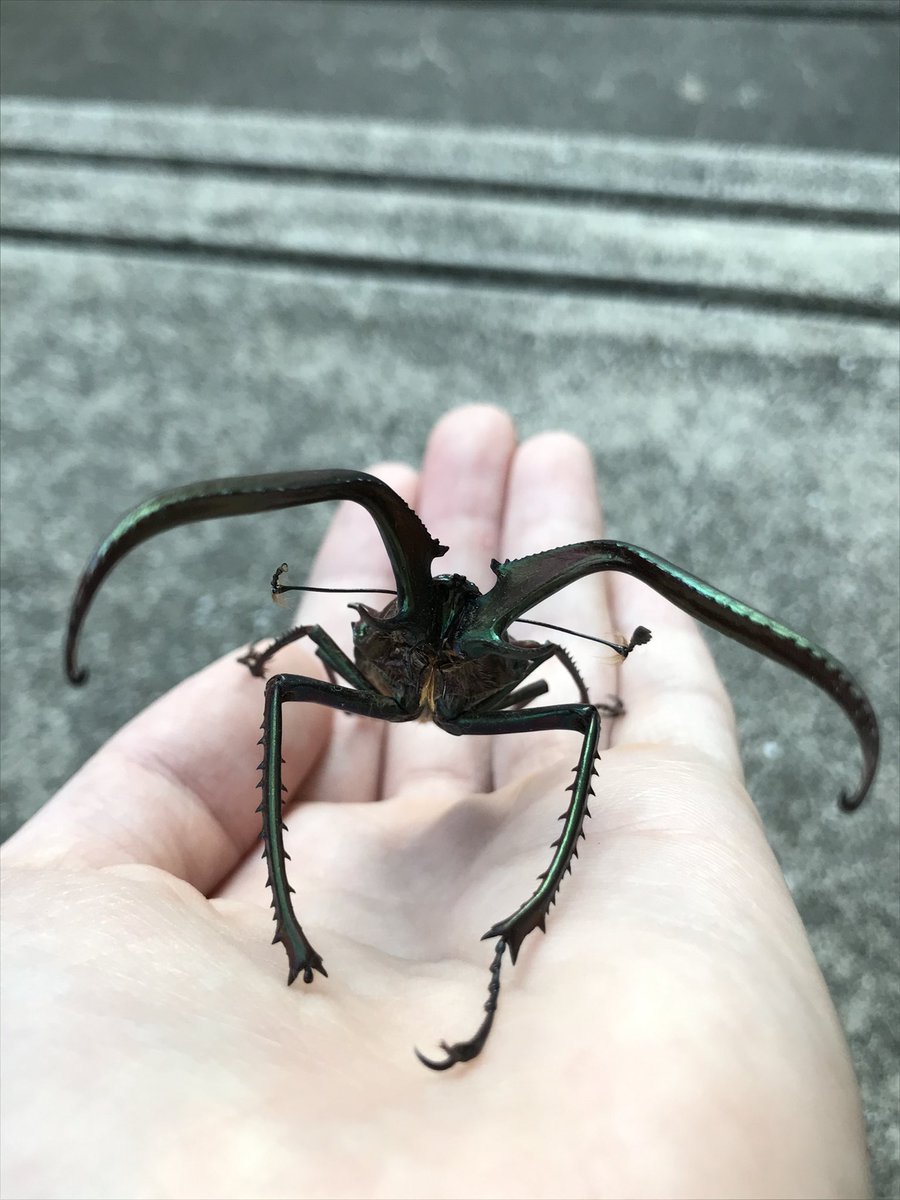 コガシラクワガタの標本