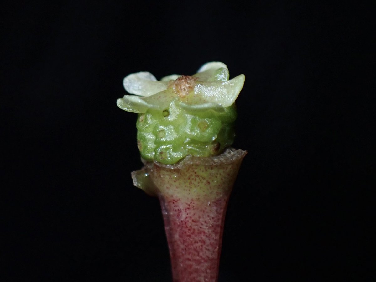 UmiBuce's tweet photo. Bucephalandra実生記録.2

♂Bucephalandra motleyana Padawan_３
「玉蟲の厨子」 
♀ Bucephalandra sp."Deep Purple"
from Kapuas【AZ0819-4】

今年の楽しみが一つ増えました☺️

#ブセ実生
#ブセファランドラ https://t.co/FsDOFtIZjE