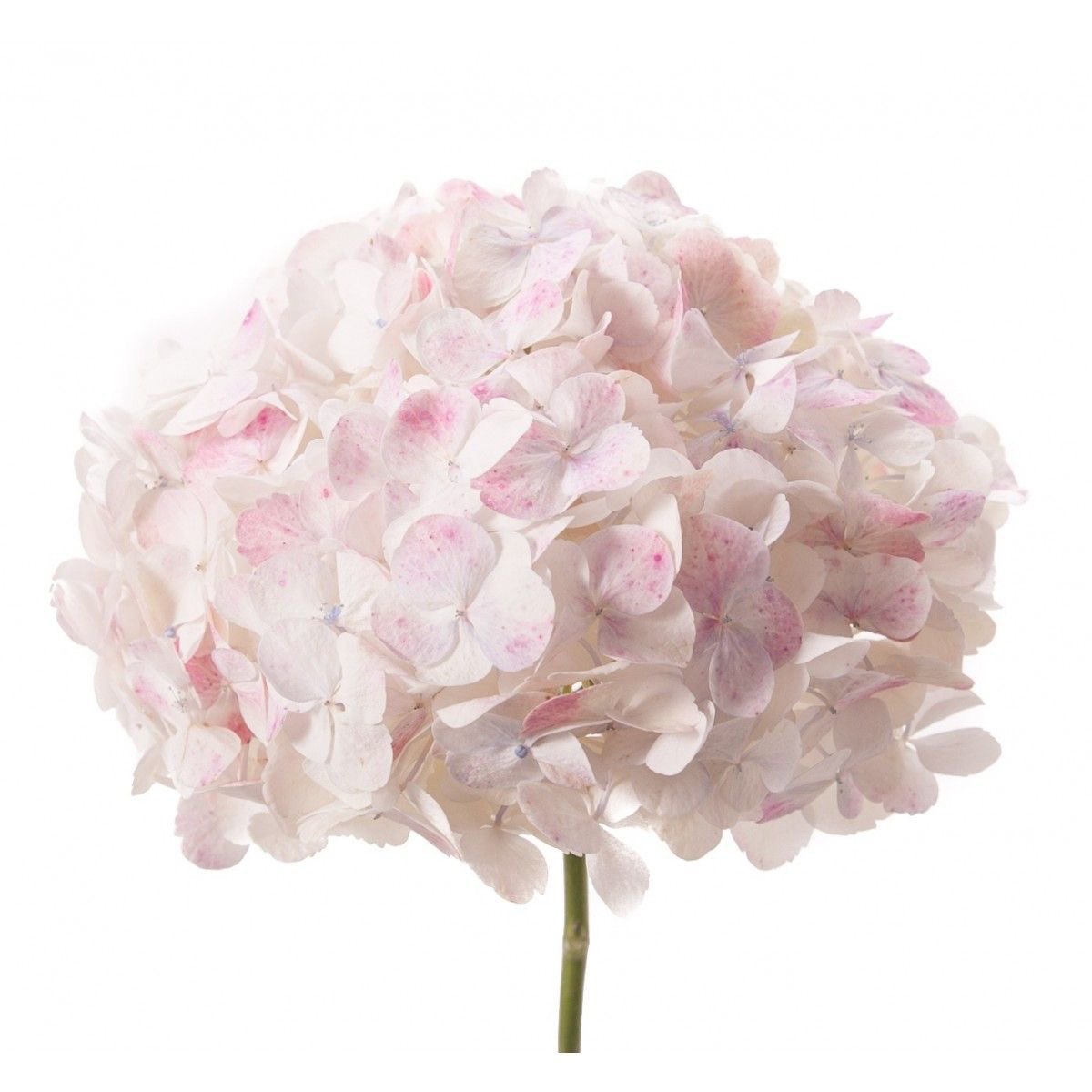 ˖ ꜝ❤︎ kimi 𑣲 ⏦ﾟ tweet media