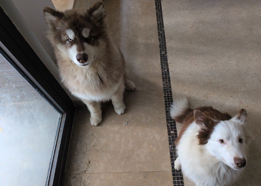 InkyWang's tweet photo. @eden_ My puppies https://t.co/RMfpZOKzOj