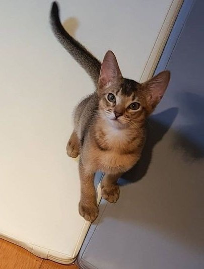 ขอแสดงความเสียใจกับทุกคนที่ไม่ทันเห็นลีออนตอนเด็ก น่ารักนะจะบอกให้