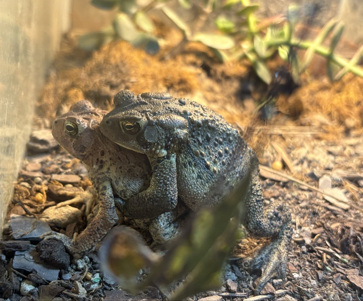 Rat Knight tweet media