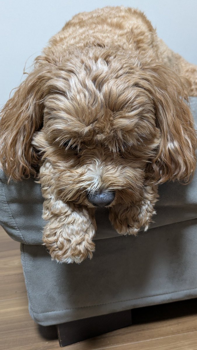 寝ておられます。

キャバプー
愛犬
犬
dog