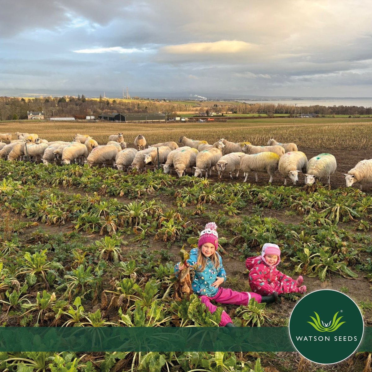 Watson Seeds tweet media