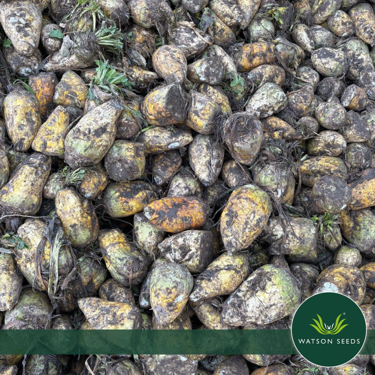 Watson Seeds tweet media