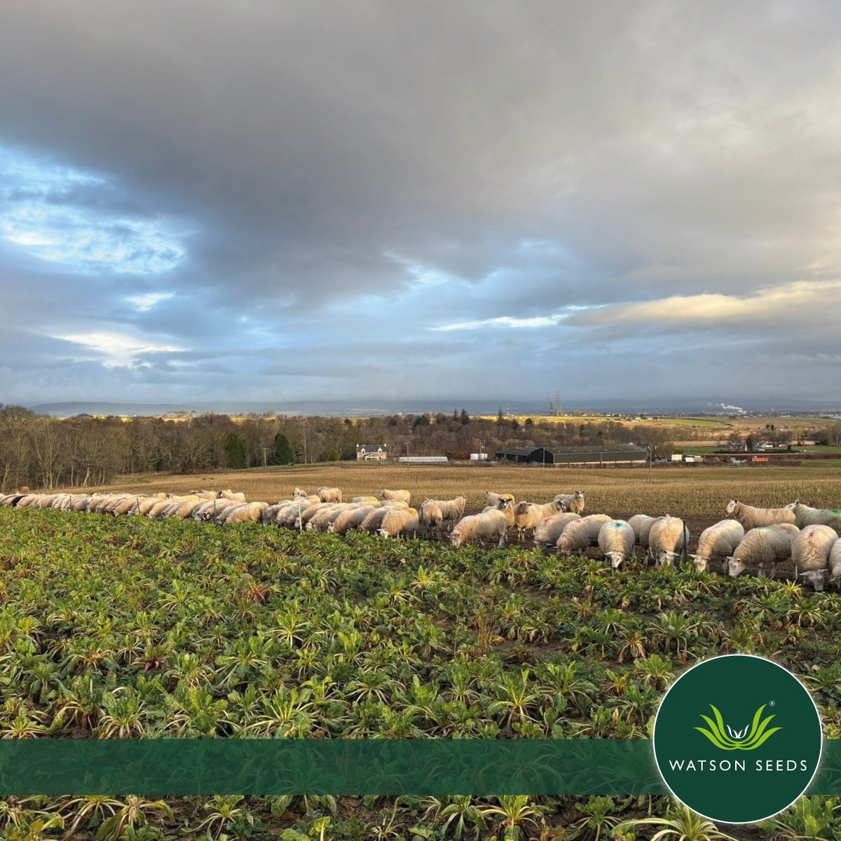 Watson Seeds tweet media