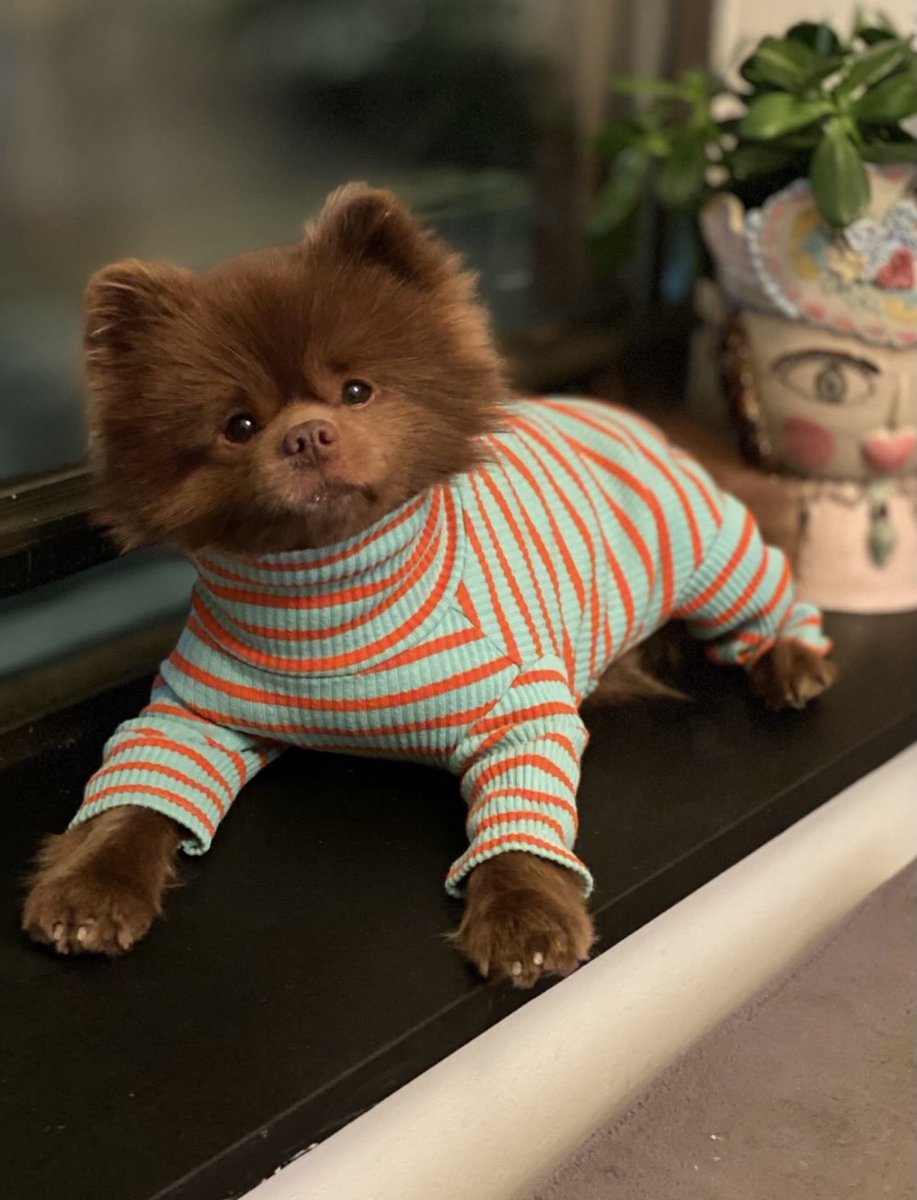 $BERT is the First memecoin to ever be mentioned on the front page of New York Times and still holds that record 

Plus he’s the cutest dog you’ll have ever seen