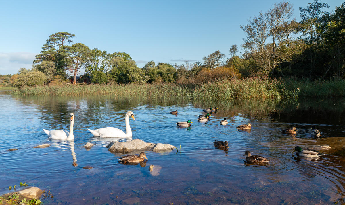 DestinationKillarney tweet media