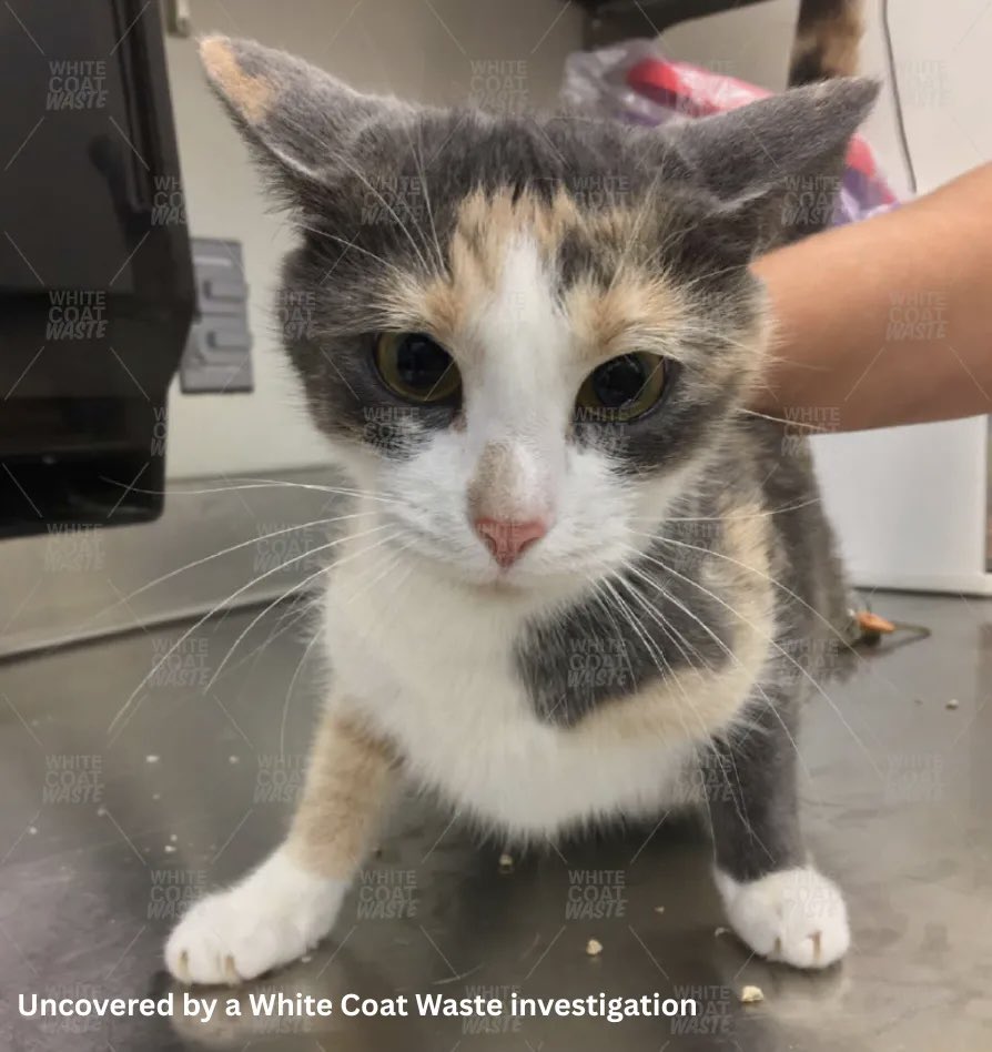 WhiteCoatWaste's tweet photo. Trump’s NIH leaders are lying to the public.

RFK Jr. promised a “dramatic reduction in animal testing” at NIH when he and Trump came to power.

But the NIH has approved over $50M in new funding for gruesome dog and cat tests since then under Deputy Nicole Kleinstreuer and Director Jay Bhattacharya.

$305K to cut cats’ spinal cords and force them to walk on treadmills was approved just two weeks ago.

$826K to breed beagles with degenerative eye disorders and inject experimental drugs into their eyes was approved last month.

Our investigations uncovering this taxpayer-funded animal abuse have united lawmakers across the political spectrum, from Republican @RepNancyMace to Democrat @repdinatitus.

Under Trump, other agencies including the EPA and Pentagon are shutting down animal labs we exposed.

But the NIH is the largest funder of animal testing in the federal government, and it’s still funding Dr. Fauci’s animal labs.

The NIH is openly defying Trump and Kennedy’s pledge to shut down these cruel and wasteful experiments.