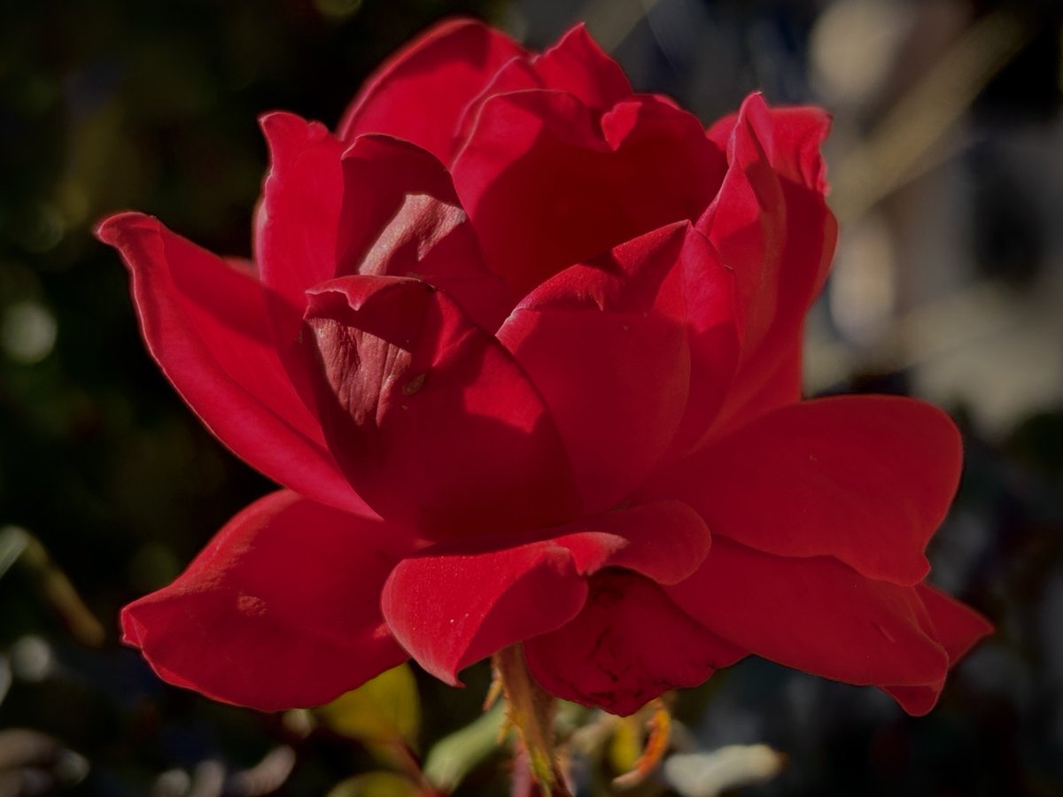 DorisMidge0's tweet photo. Might not be perfect, but it still has worth. 🌹🫶🏻

#RosesOnWednesday https://t.co/e1Sra59mMp