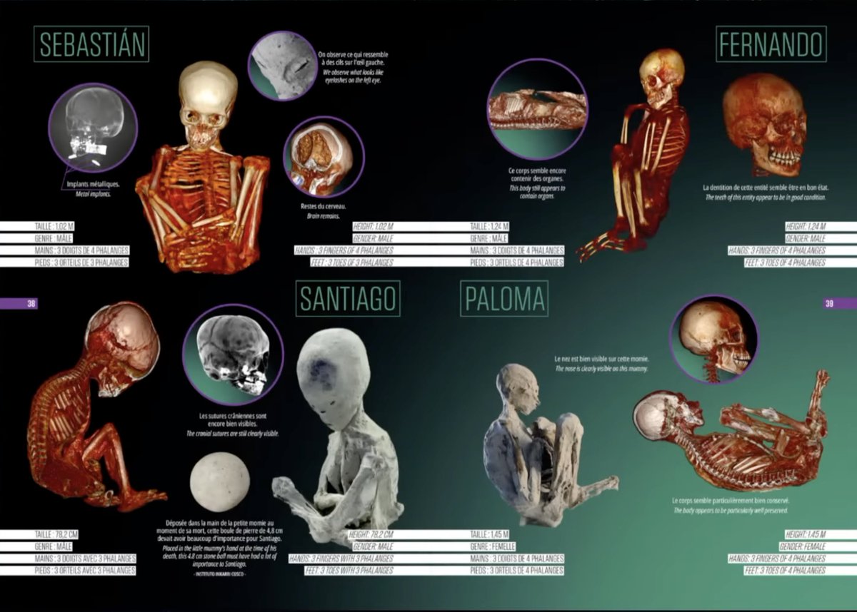 NazcaMummies's tweet photo. Infograph on several of the tridactyl non-human mummies 🖖 https://t.co/Q4ixRzNJSp