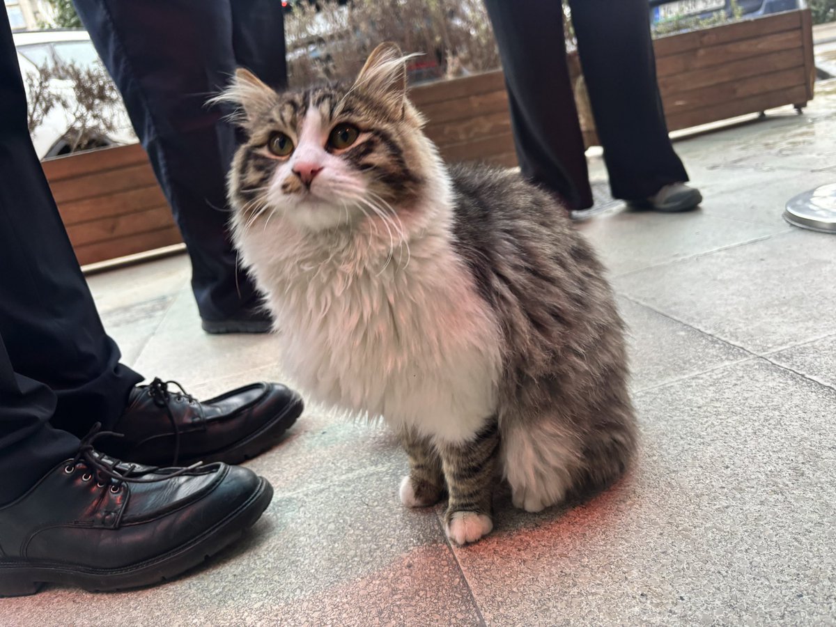 İş yerimize evden atıldığını tahmin ettiğimiz bu bal oğlana yuva arıyoruz. Çok sevimli, yumoş yumoş, insan delisi ve sürekli kendini sevdirmek isteyen bir yakışıklı. Şu soğuk günlerde bize sıcak yuvasını açmak isteyen kimse yok muu İstanbul ve çevresinde??? Ankara’da olurrr  🙏🏻