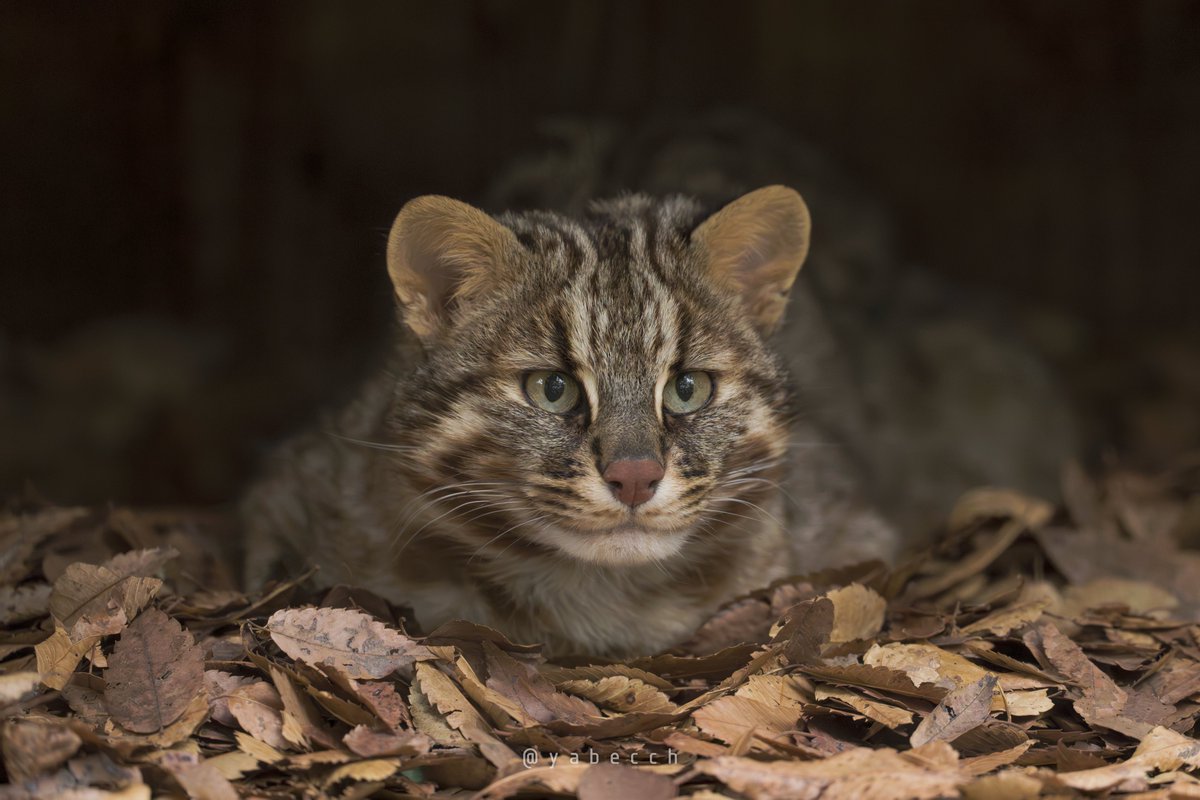 みみおっきいじいちゃん元気かな。 (20250214) ZOORASIA