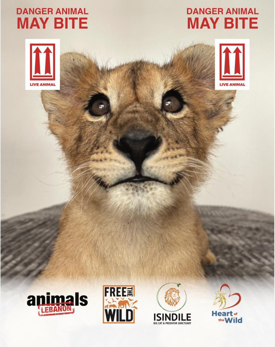 Free The Wild tweet media