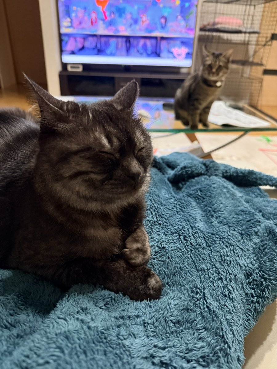 2月18日(水)
お疲れ様でした〜

#猫のいる暮らし #cat #保護猫 #家猫 #家猫修行中