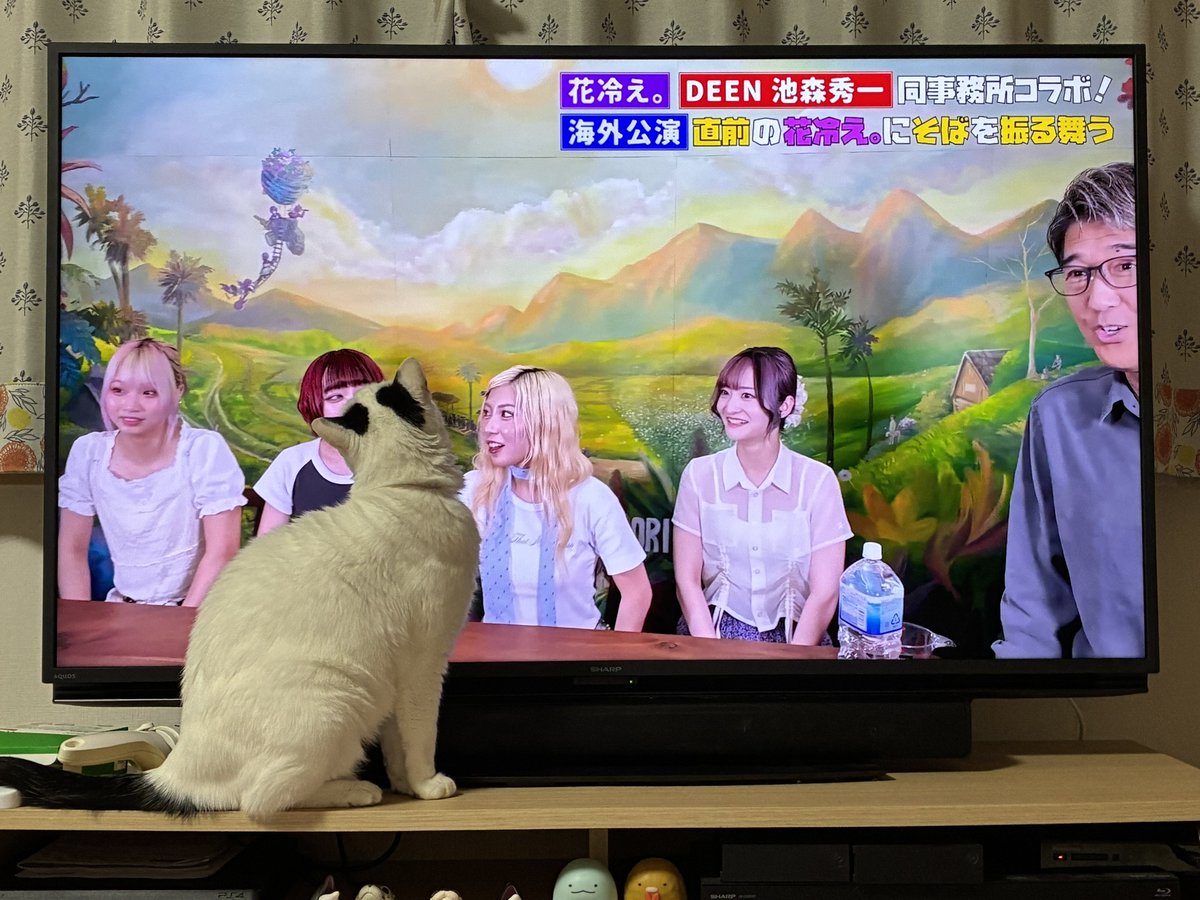 猫に推しを布教