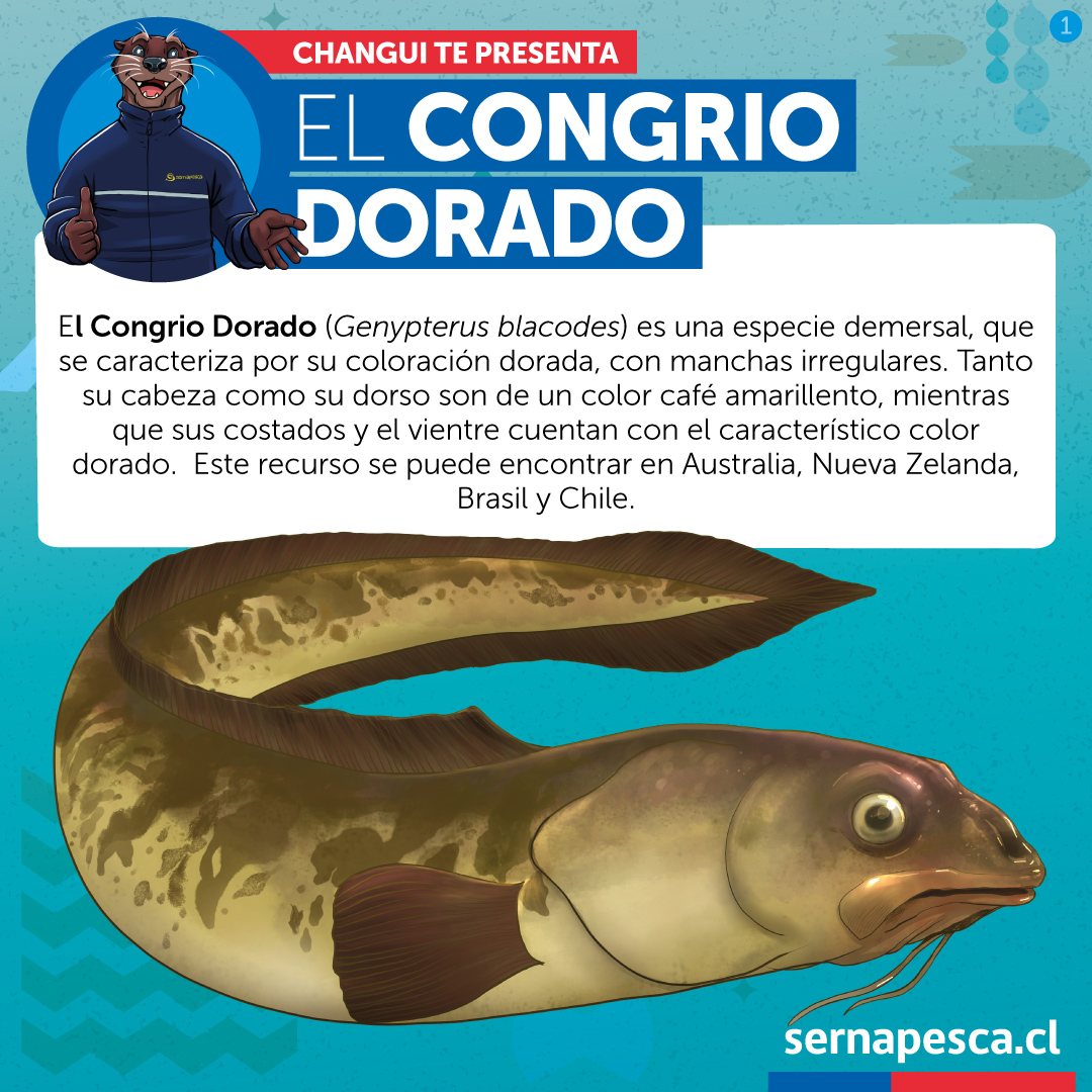 sernapesca's tweet photo. Hoy @chungungosnp nos presenta el congrio dorado, un pez demersal que se encuentra de Coquimbo hasta el Cabo de Hornos y que tiene como medida de protección restricciones en su arte de pesca y aparejos de captura, además de estar cerrado su acceso para nuevos operadores. https://t.co/ZL76DuJikw