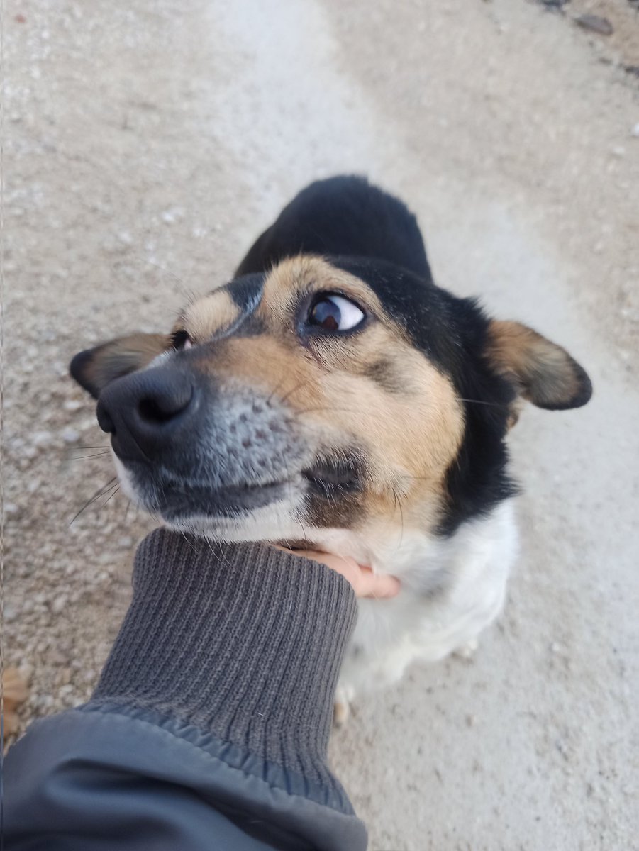 apartmandakiler köpeği kovmaya başladı uzun süre burada tutamam acil yuva bulmam lazım bolu ve çevresi