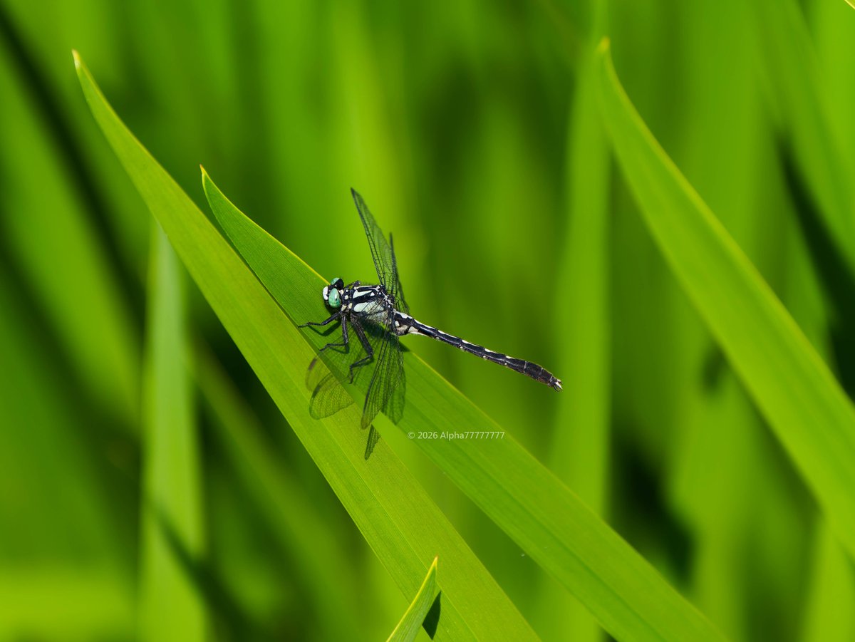 Alpha77777777 tweet media