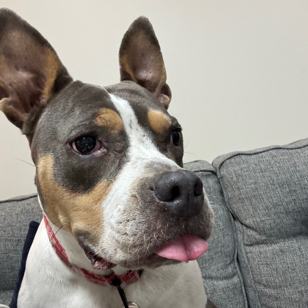 Jax Humane Society tweet media