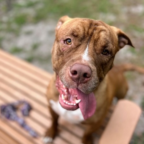 Jax Humane Society tweet media