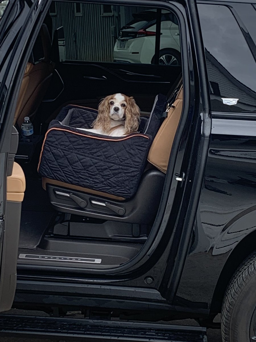 TarHeelBruin's tweet image. #DayTrip 🐶