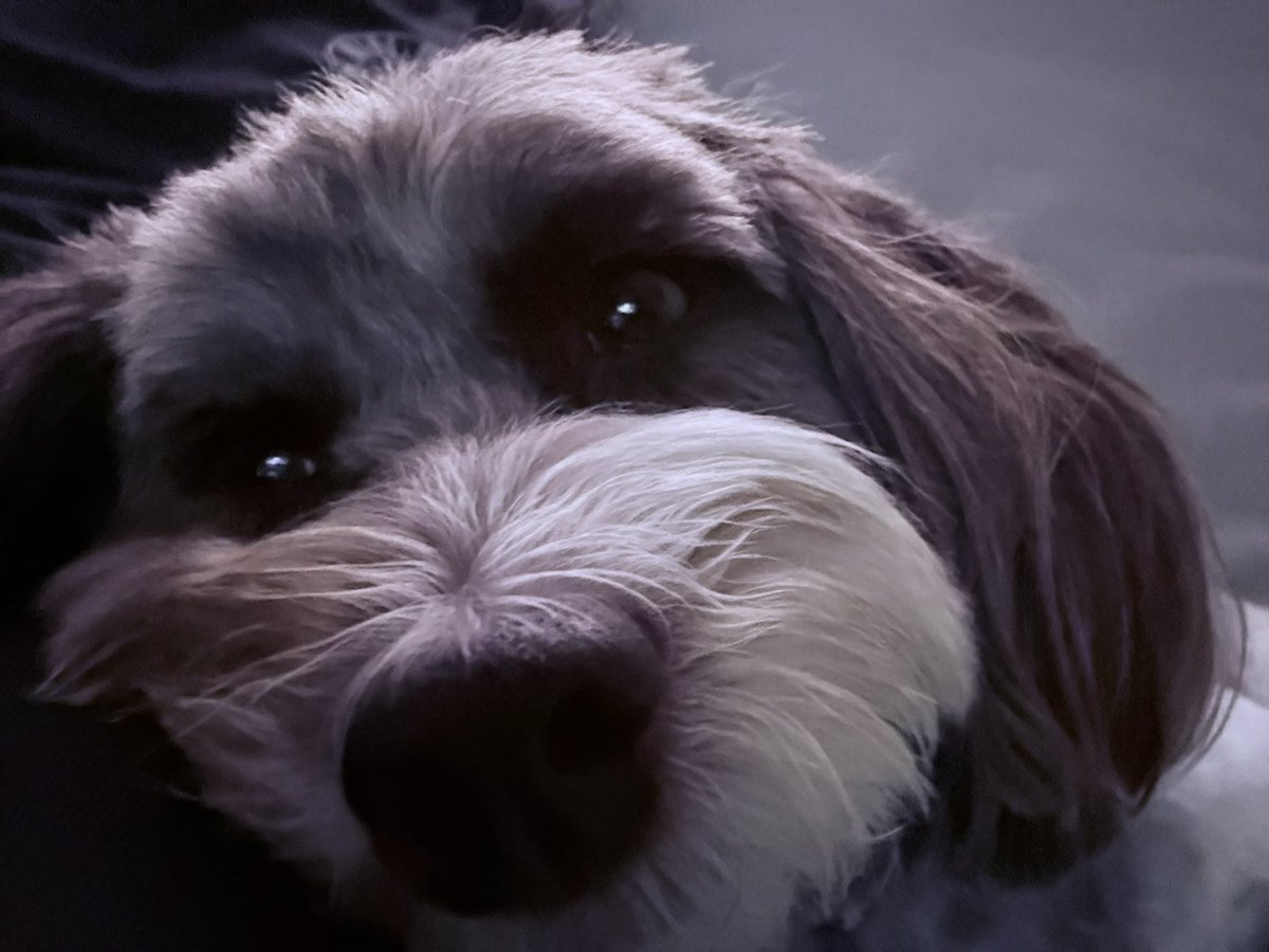 KathyOConnor2's tweet photo. @megynkelly You are wrong, he was right. No one says my dog is dirty and deserves to die. https://t.co/2Ep88U1Bi1