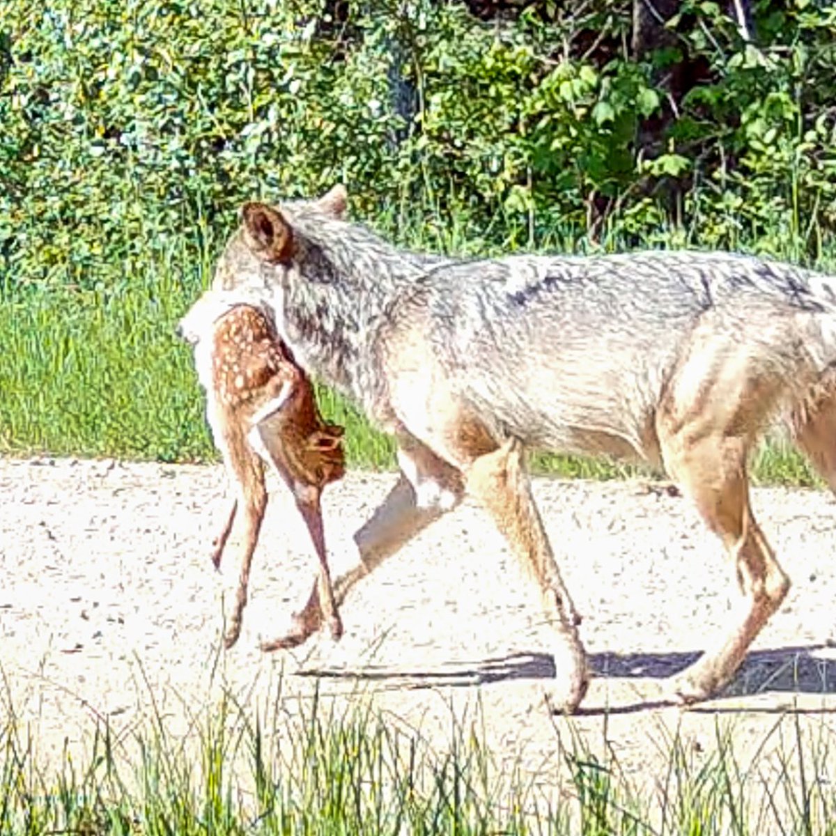 Voyageurs Wolf Project tweet media
