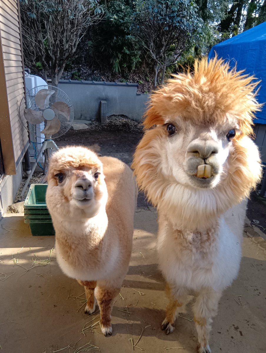 3月に発売予定の『アルパカレイちやんのヘンテコなしつもん』の著者の刑部登志子さんのアルパカ楽園にお邪魔しました！東京の町田にアルパカ9頭がのんびり暮らしています。この2頭は親子なのですが、なんとちっちゃいこどもアルパカは町田産まれ。おとなしい性格のアルパカですが唯一の攻撃は唾を吐き