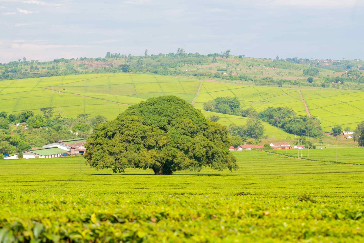 Pillandia's tweet photo. Different land use, along an international border: fine tea plantations in Zimbabwe 🇿🇼 and uncultivated fields in Mozambique 🇲🇿. 
📷: 2025. 
https://t.co/3ctpQfW0DF 

#Zimbabwe #Mozambique #Border #Tanganda #Tea https://t.co/K6mPIZlffi