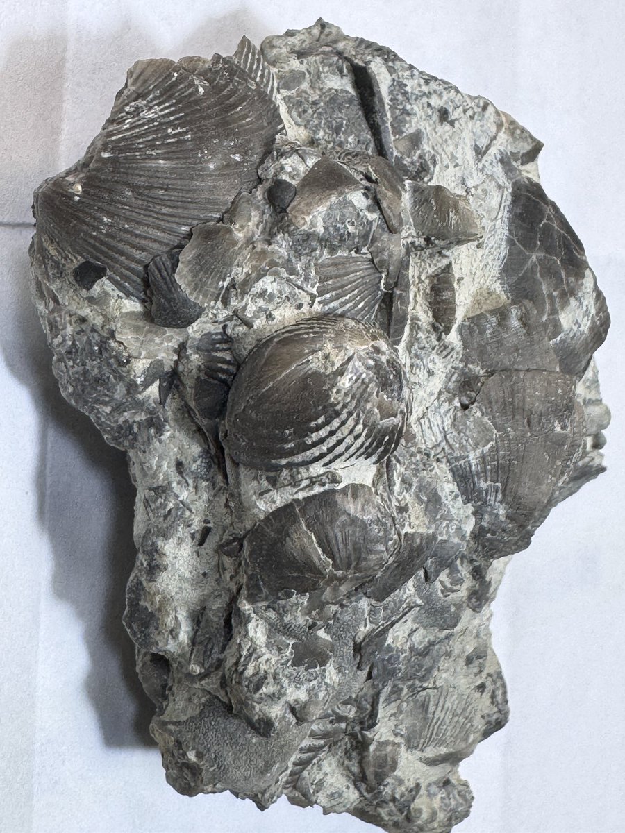 🇺🇸の友人からの🎁😭😭 絶滅展の後だと余計に刺さる、素晴らしい標本