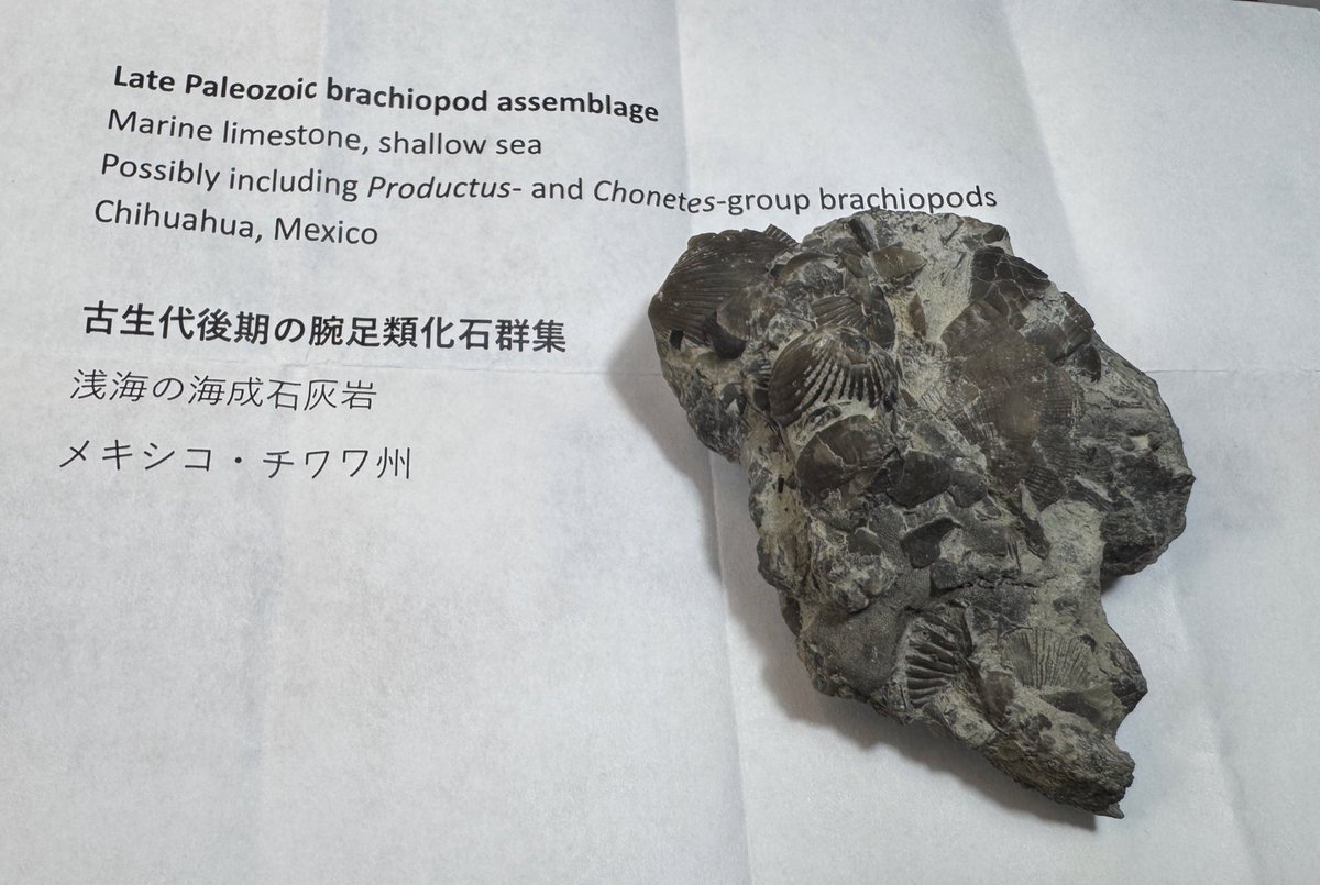 🇺🇸の友人からの🎁😭😭 絶滅展の後だと余計に刺さる、素晴らしい標本