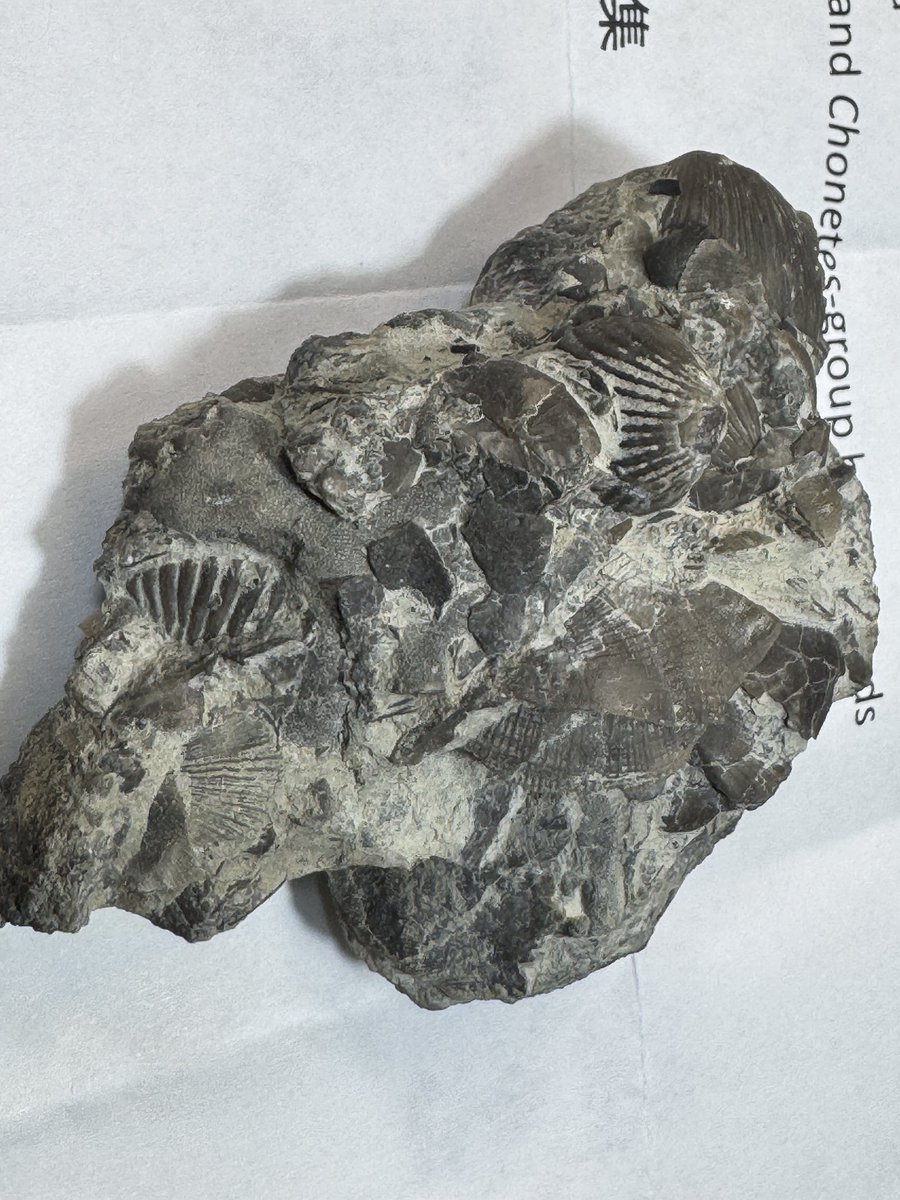 🇺🇸の友人からの🎁😭😭 絶滅展の後だと余計に刺さる、素晴らしい標本