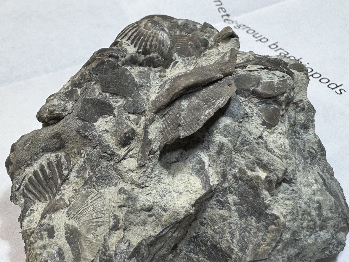 🇺🇸の友人からの🎁😭😭 絶滅展の後だと余計に刺さる、素晴らしい標本