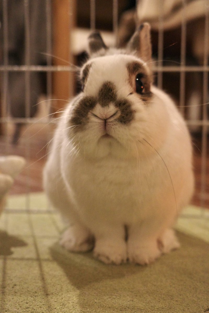 おもち🐰2代目うさぎ (@omochi_mochi_5) / Posts / X