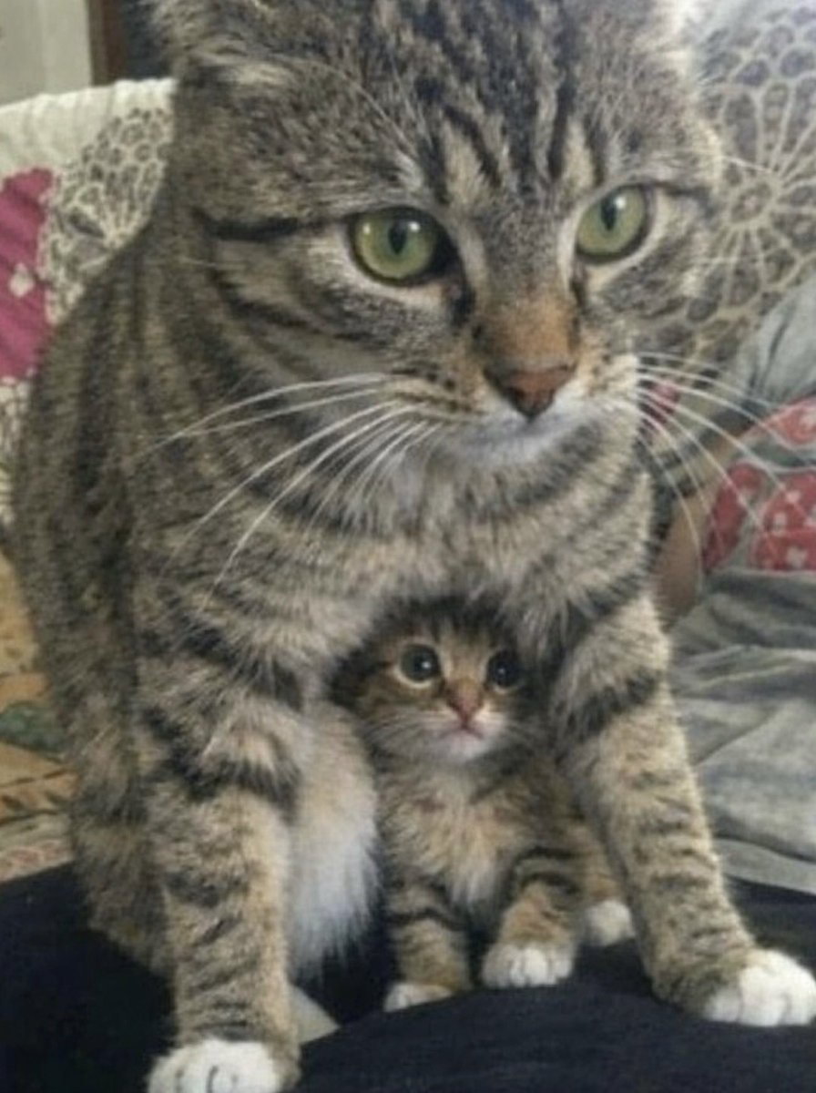 Protective mama