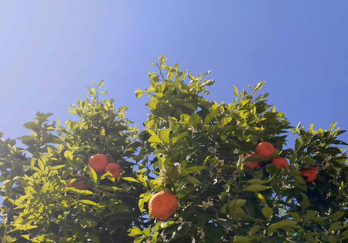 映画祭でギリシャに滞在している時に、「帰ったら、楽曲オレンジを仕上げる」と決心。
地中海にいたのに、柑橘類を食べなかったと、今さら後悔。
Pさんが「この曲、いいじゃん！！」って即連絡くれたのが嬉しかったな。
へんみ。