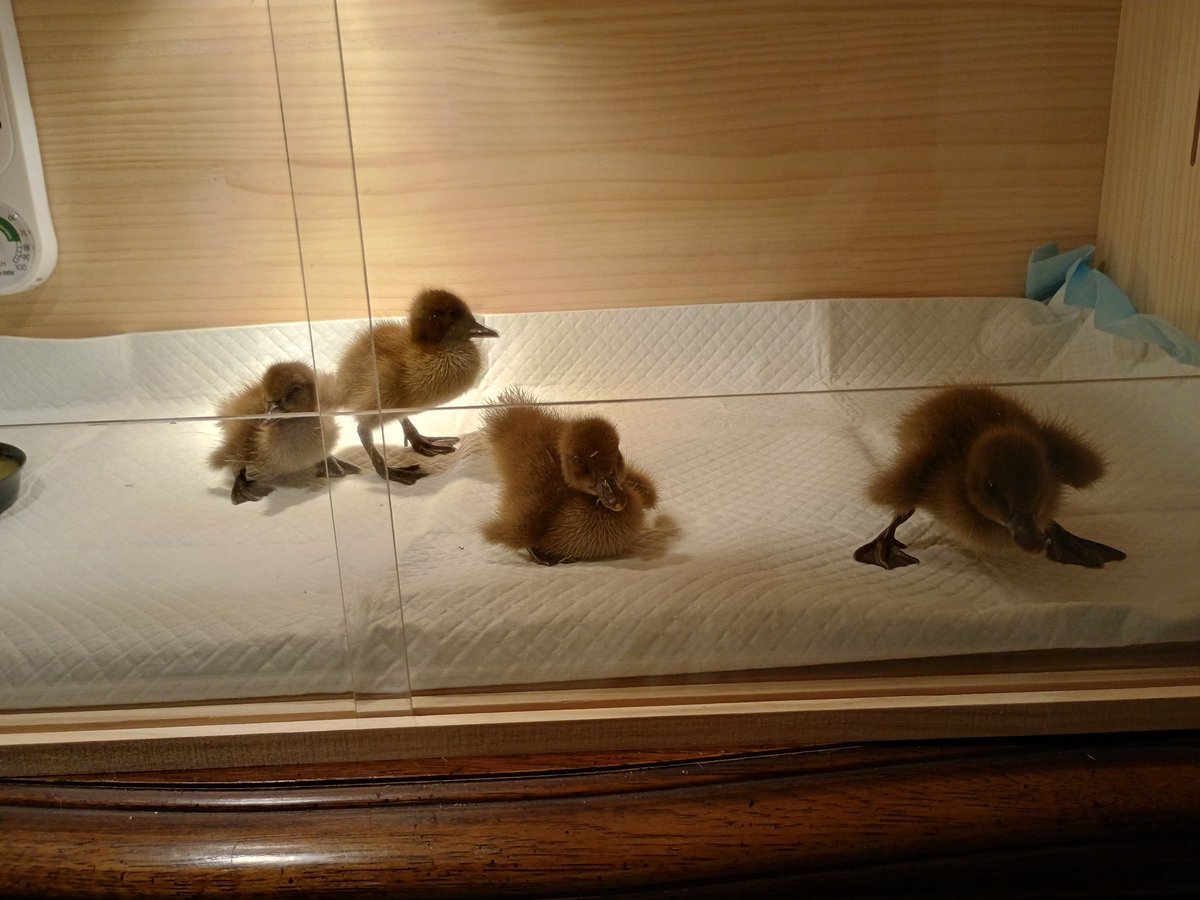 We got 4 baby ducks.