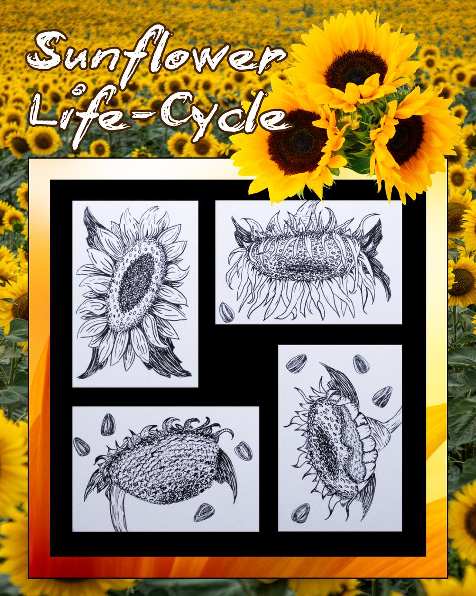 ArmLinHouse's tweet photo. Sunflower Life-Cycle: A Hand-Drawn Ink Series Exploring Form and Movement. This sunflower life-cycle series began as a study in shape and transformation. See more illustrations at https://t.co/f40XZ7v8kl
#art #inkdrawing #sunflowers #natureart https://t.co/O3V2ElEubl