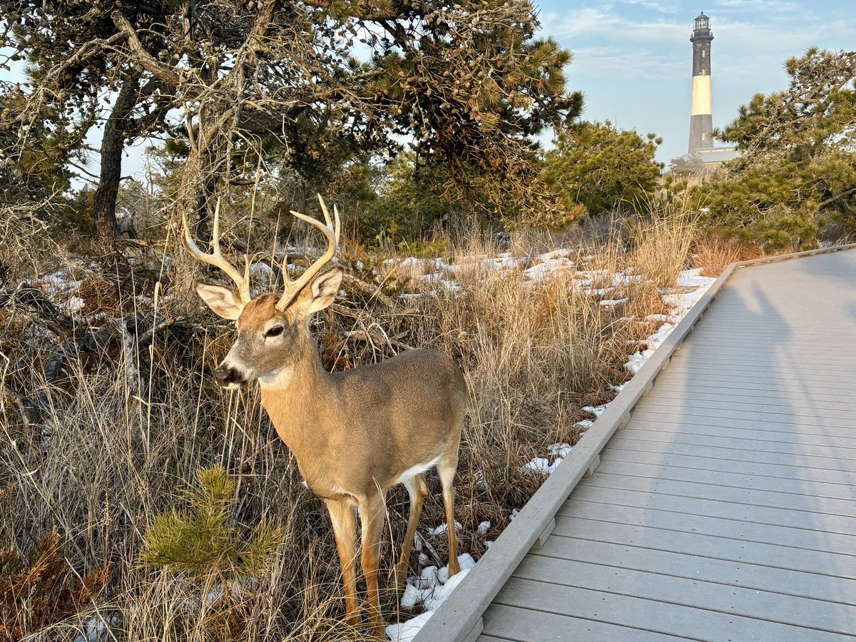 CraigPeterLow's tweet photo. As I approached the Lighthouse I had this buck walking towards me.  He then stopped 5’ away. After 30 sec. of staring at each other, he says, “Hey Dude, I am a magnificent eight point buck.  Get your IPhone out, take my picture so I can move on…”. #FireIsland #GreatSouthBay https://t.co/lka15Ok6cb