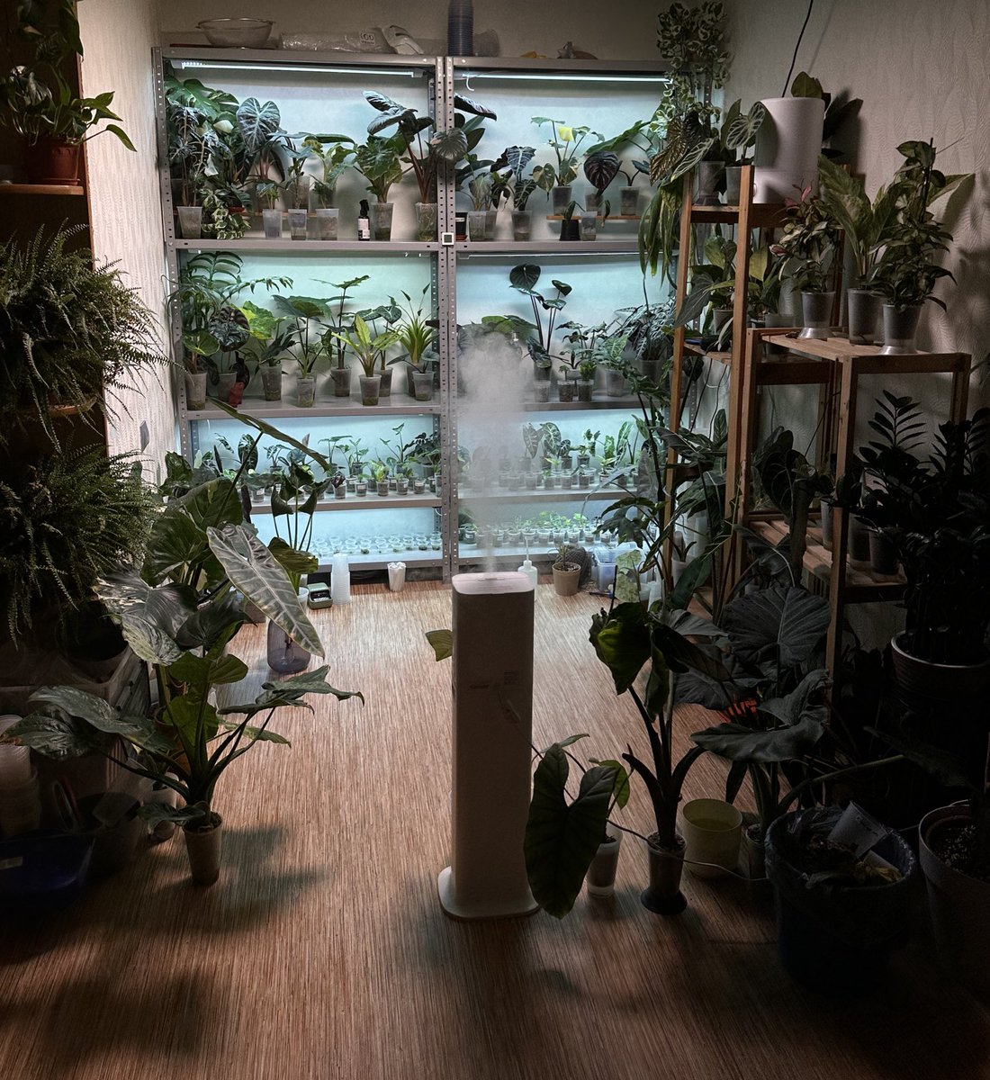 графиня свинская 🌳 tweet media